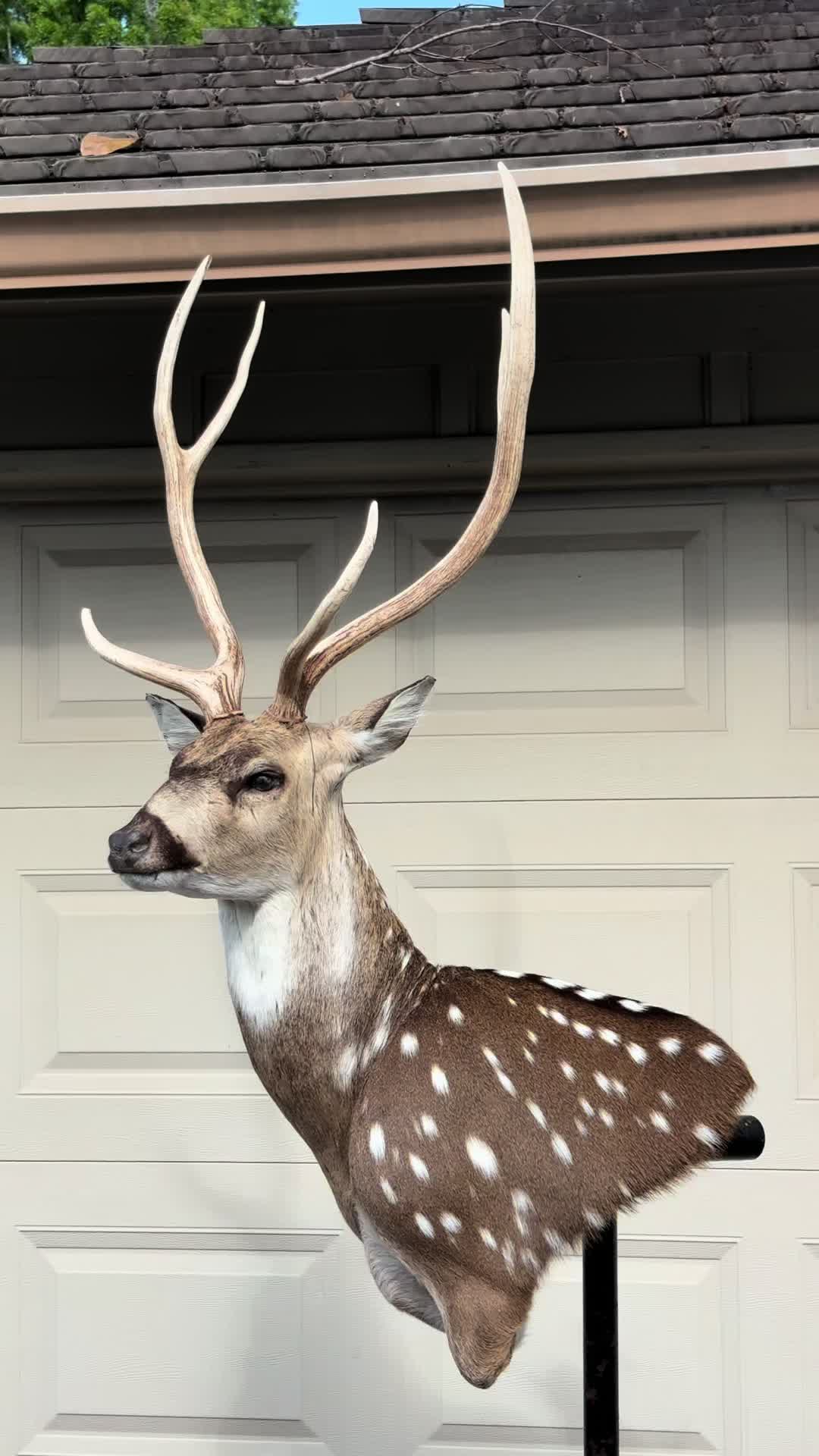 @Luke’s Wildlife Taxidermy