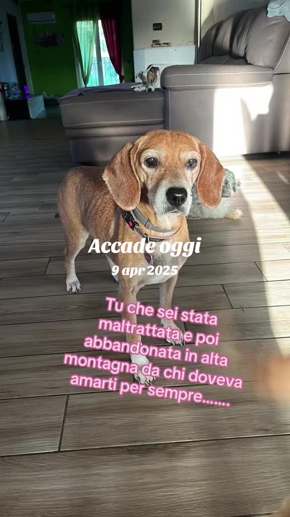 @The Queen 👑 My Dog Family &hearts;️