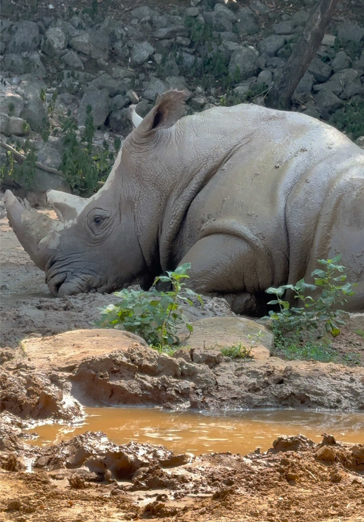 @memphiszoo