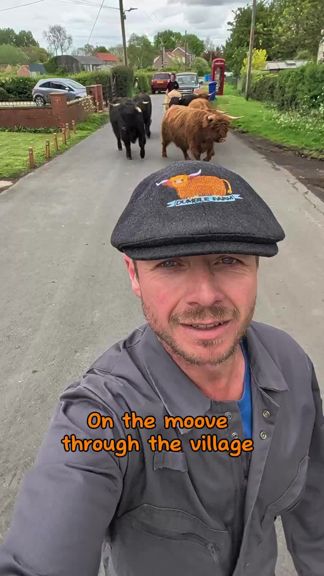 @Dumble Farm Highland Cows