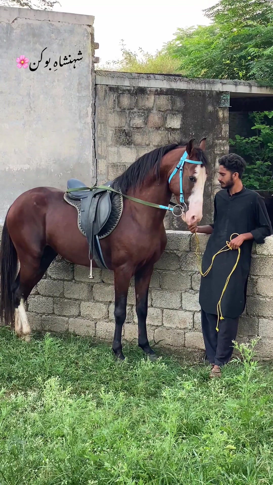 @Ch Hammad bokan &hearts;️🐎