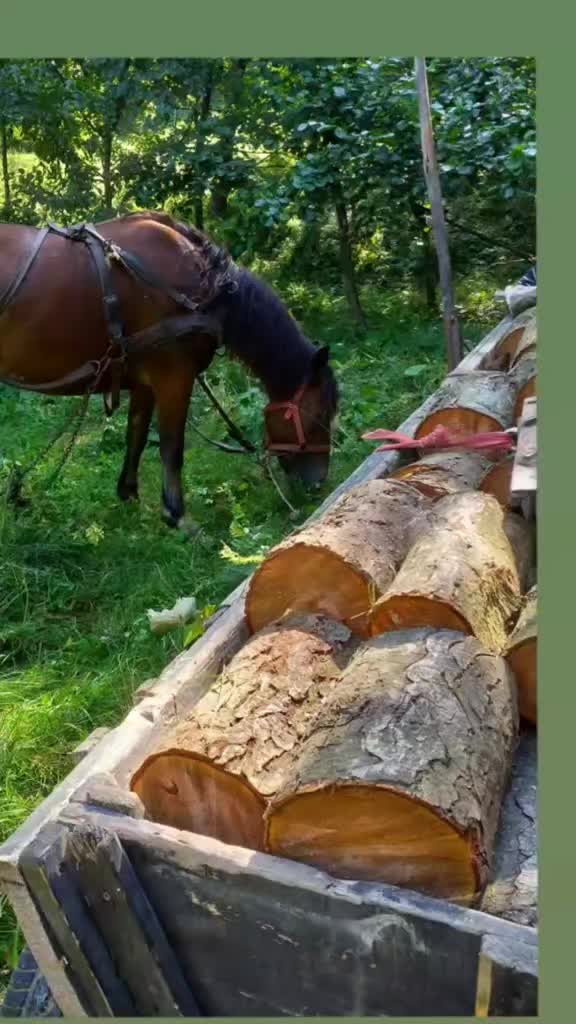 @Fofircă Liviu 🌲🌲