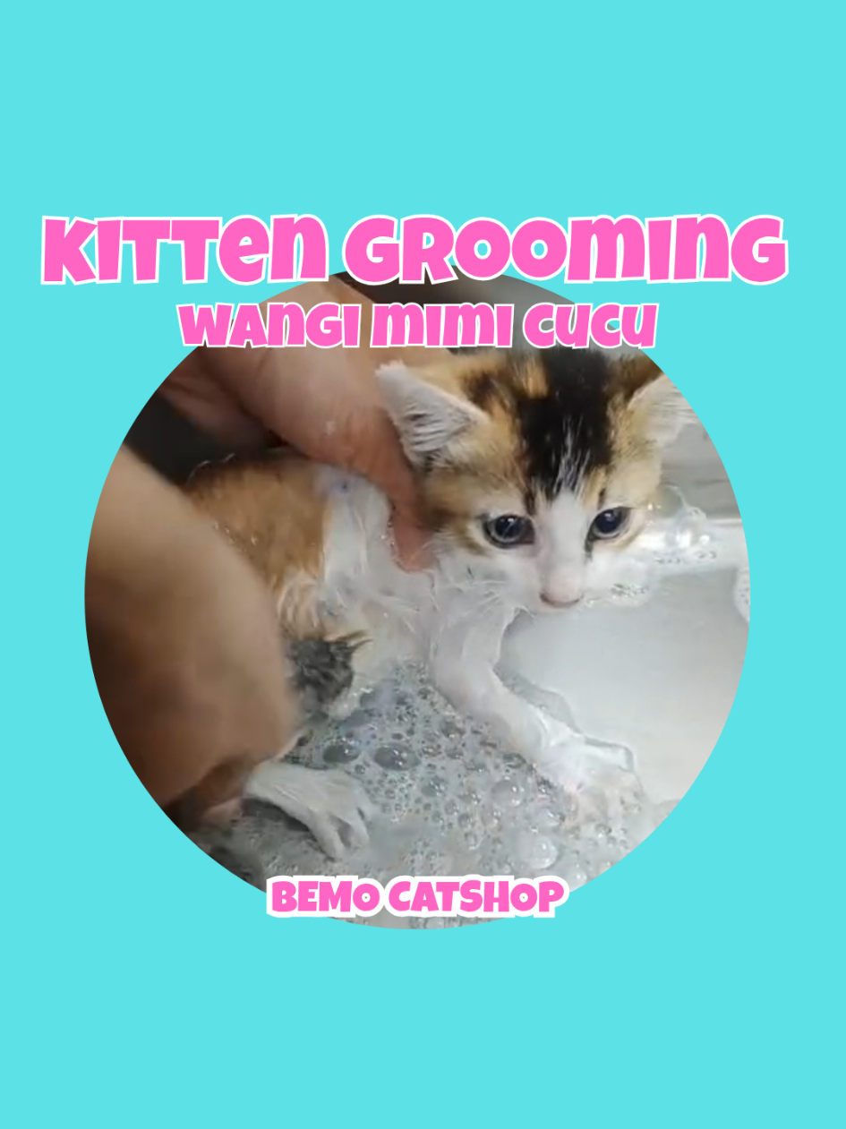 @Bemo Catshop