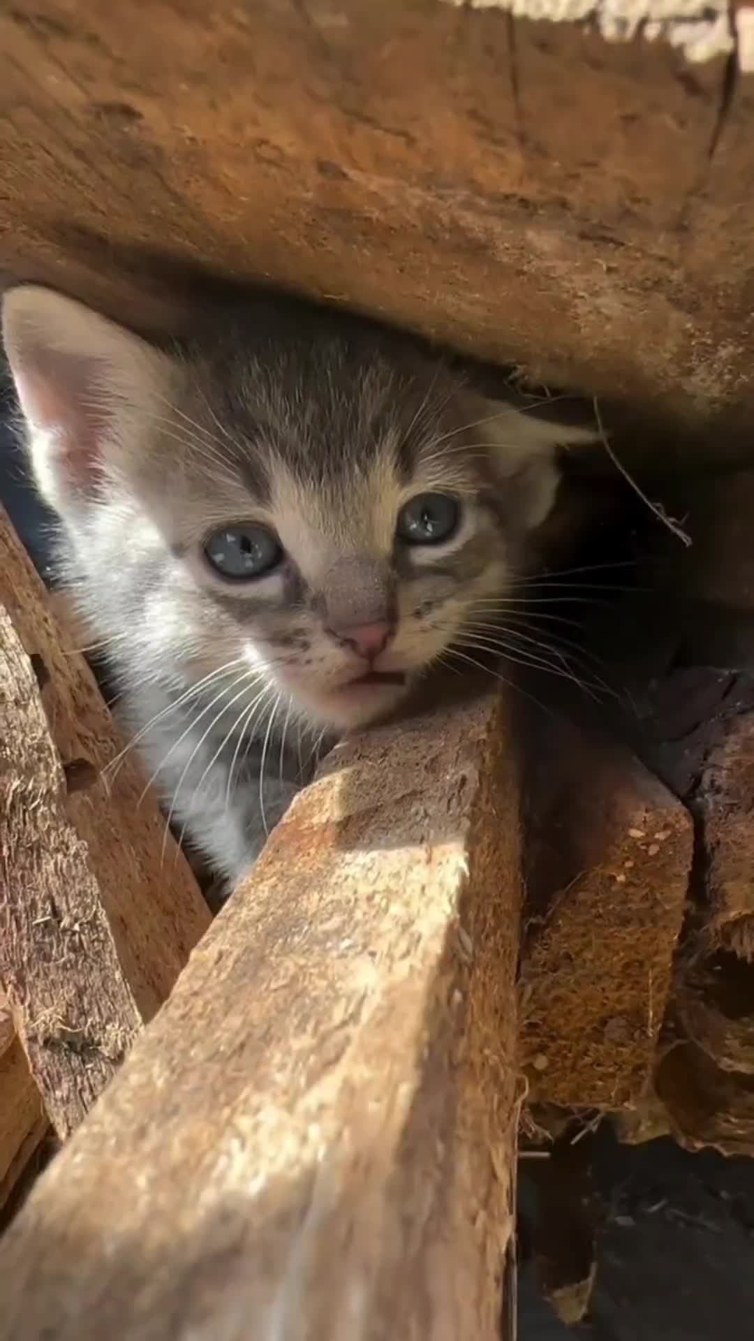 @Pets Mania
