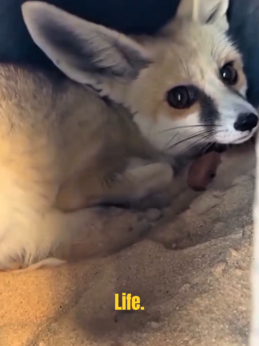 @pawstok