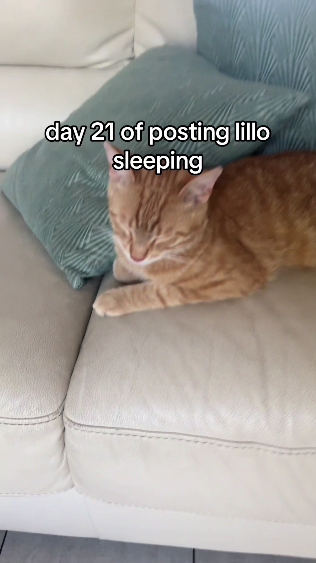 @lillo🐱🐈🐾