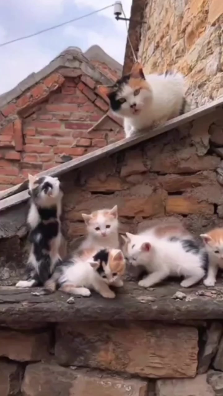 @Chonky World Of Cats