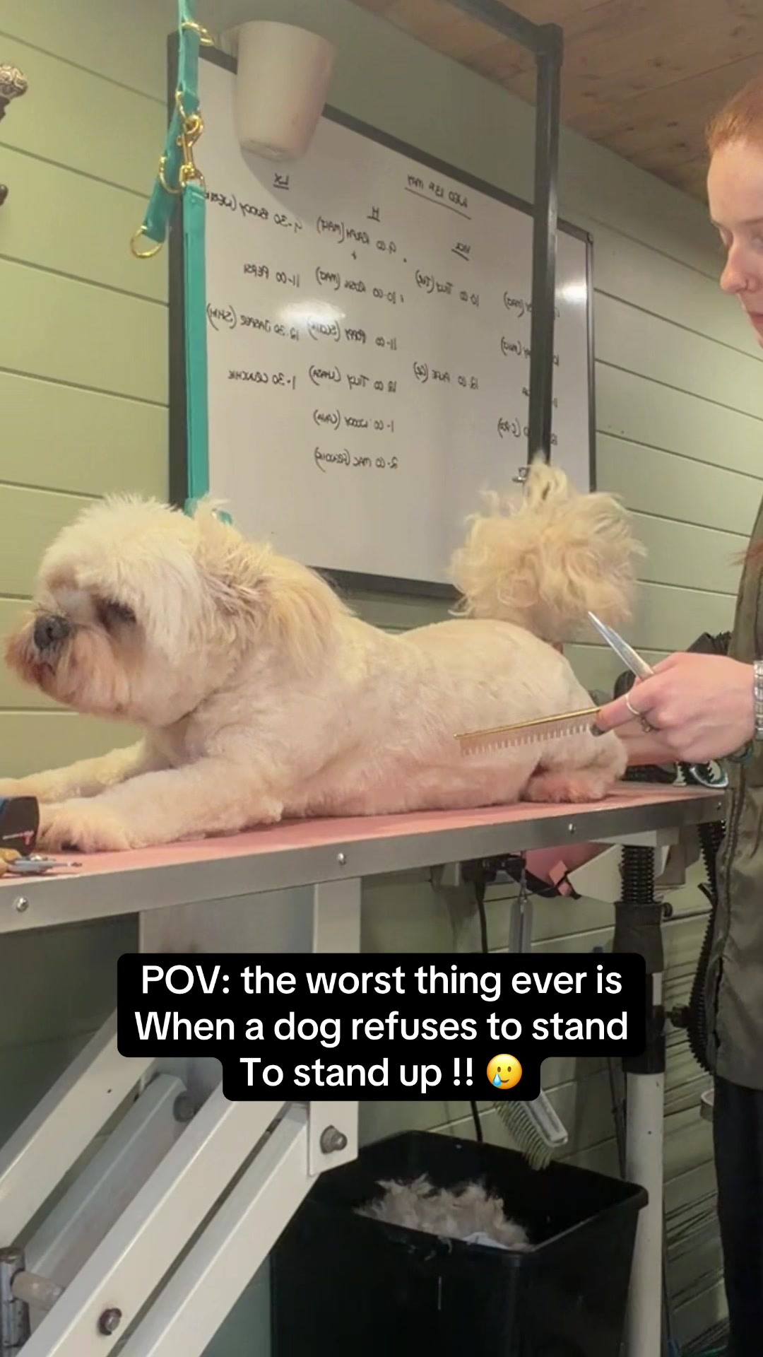 @hollyshoundsgrooming
