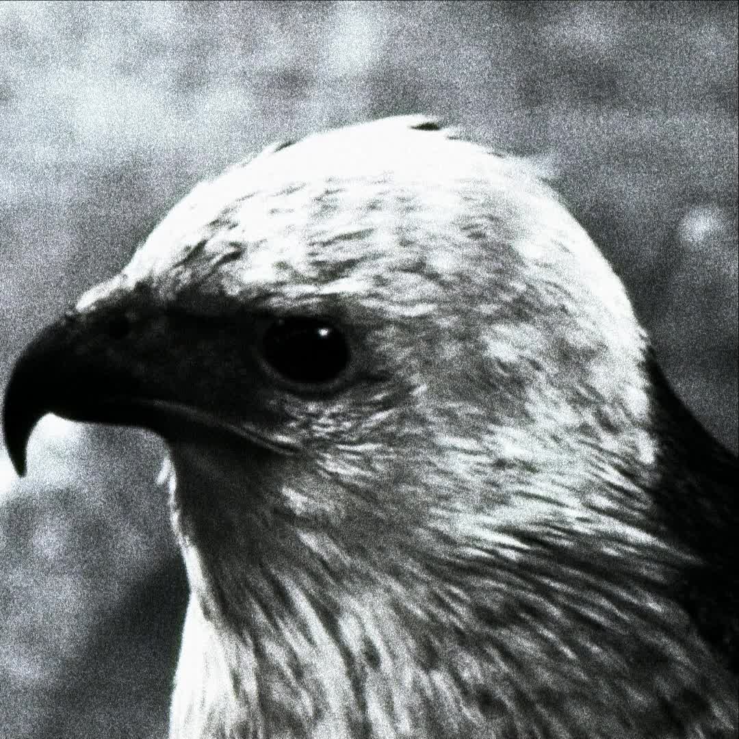 @Assassinsbrazil 🦅🇧🇷