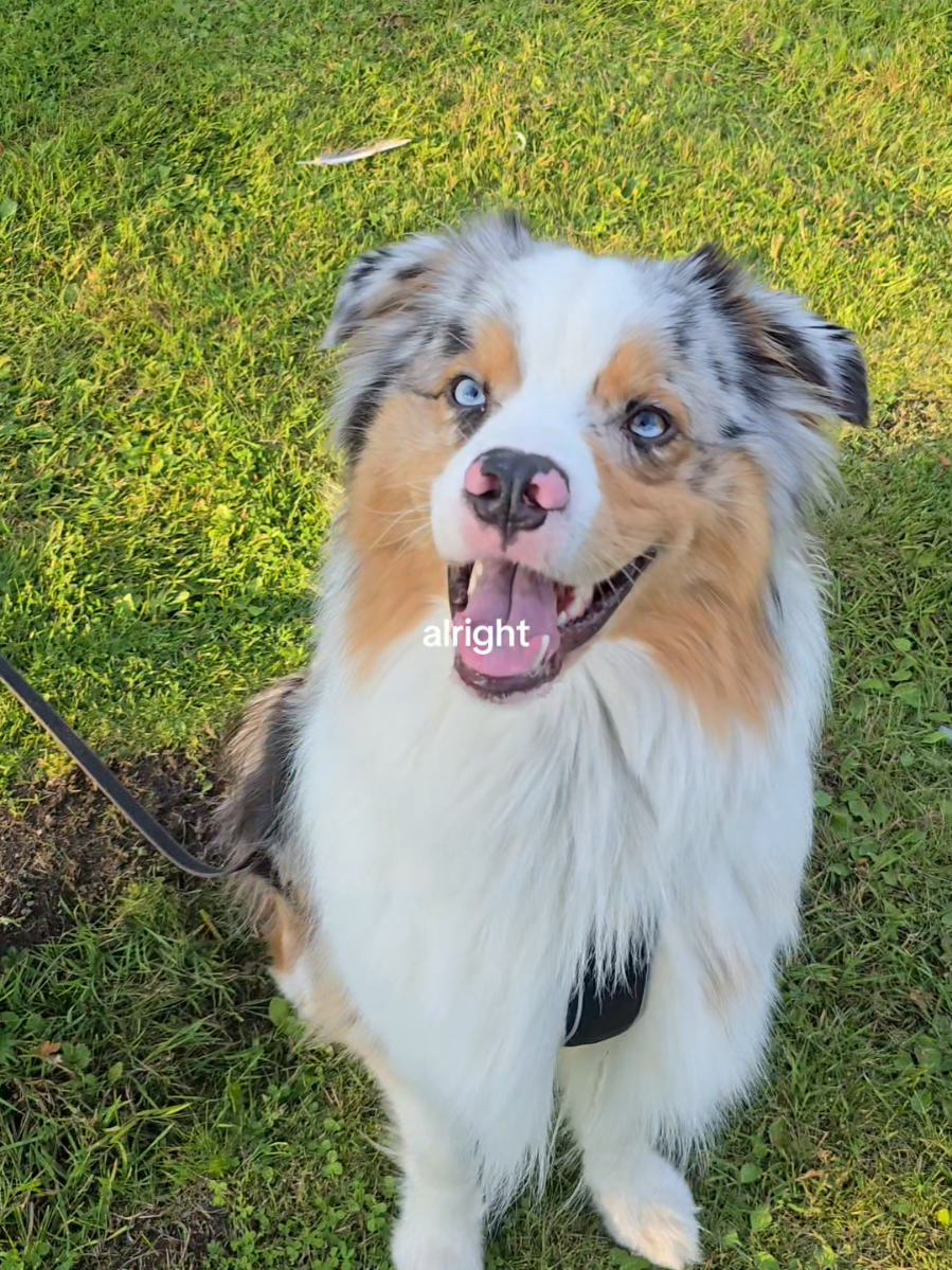 @mr.montytheaussie