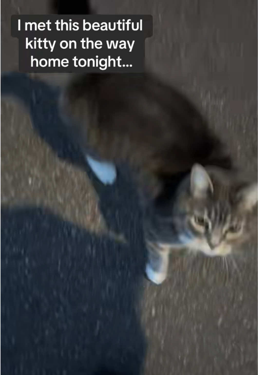 @Em feat. Mister & Mimi (cats)