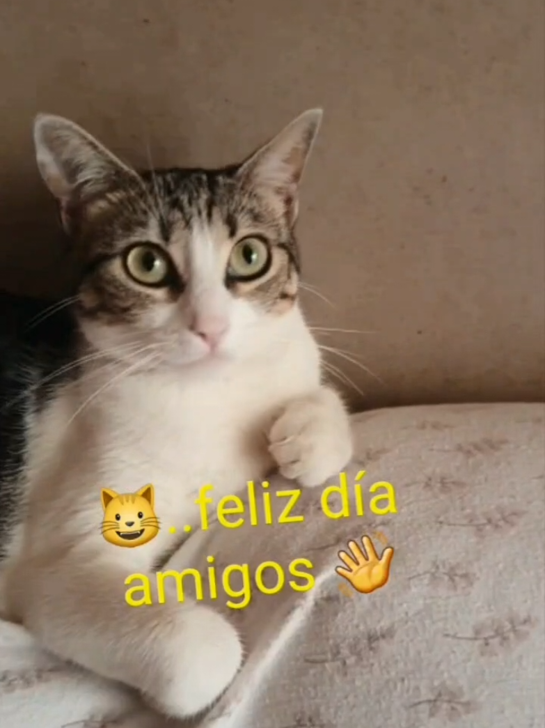 @nikii