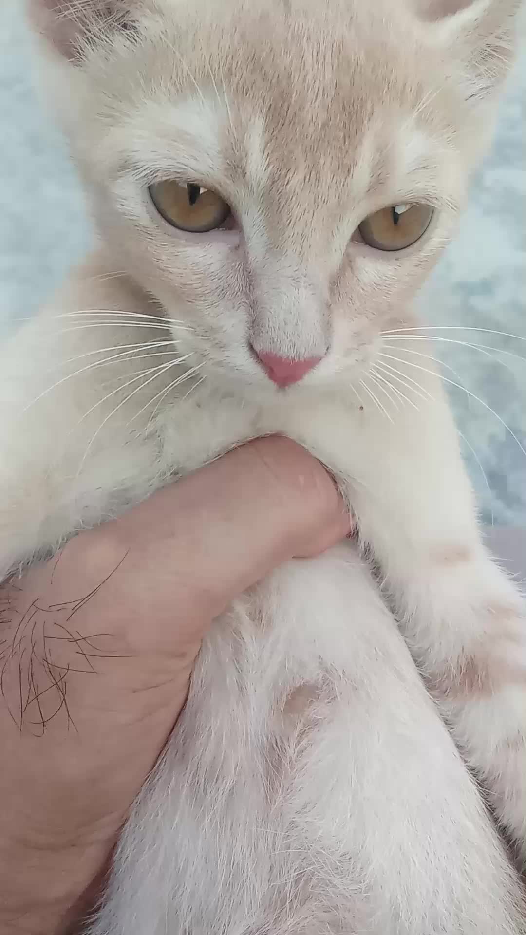 @cutecatlover8172