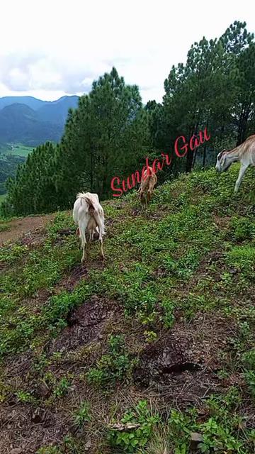 @Tulsi Darlami
