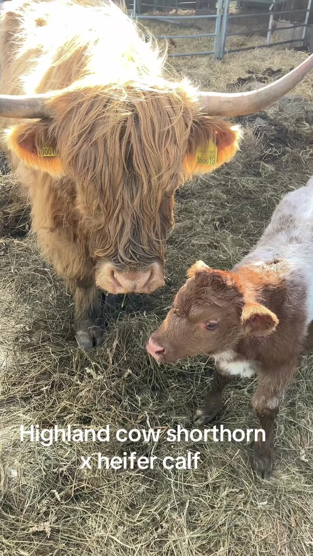 @Highland Coo Clan