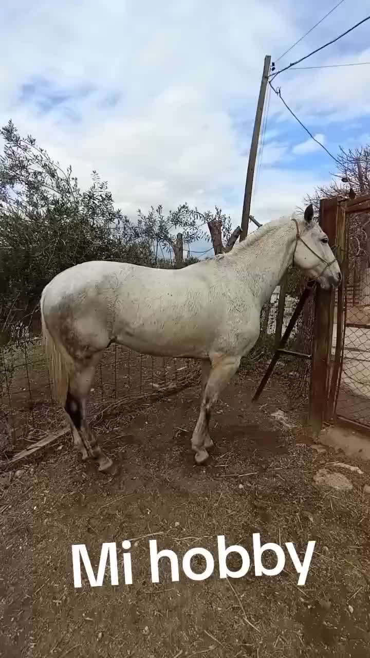 @antoncampos23