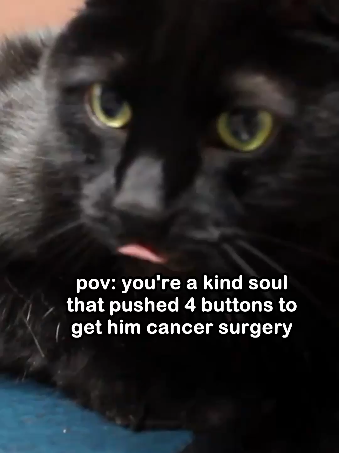 @Saving Paul the brave Cat!