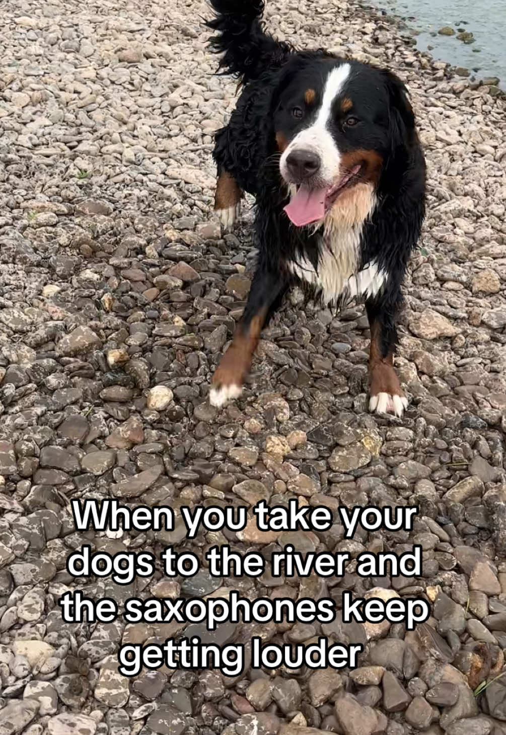 @Bramble, Ivy and Gino