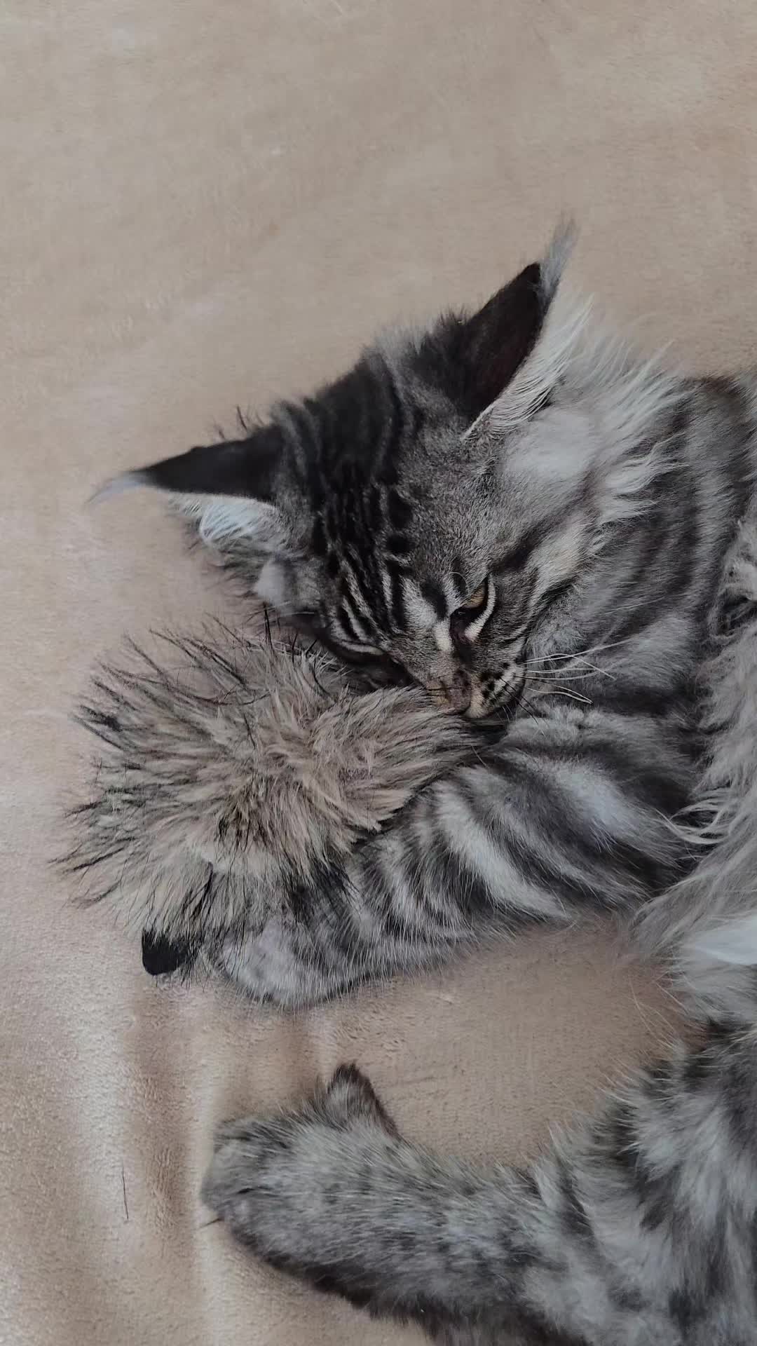 @Maine Coon Cattery Forest Rich