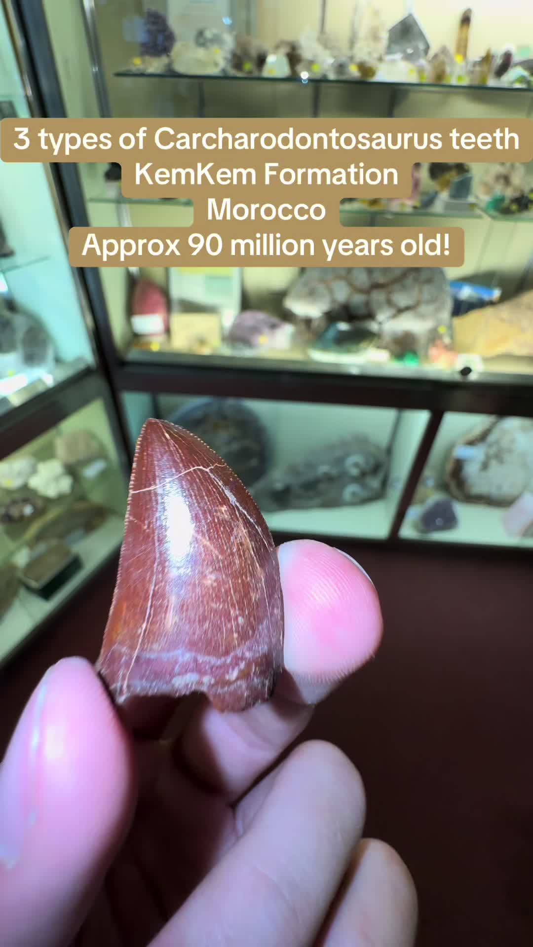 @AidansFossils.Fish.Minerals