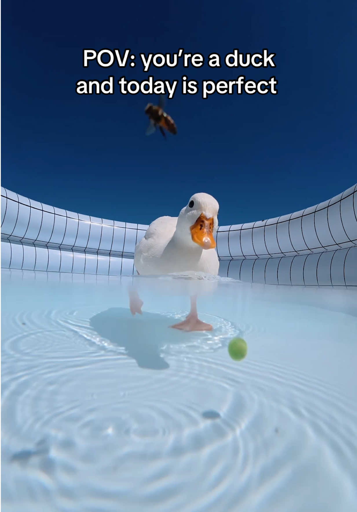 @ducks_in_space🪿🪿💦
