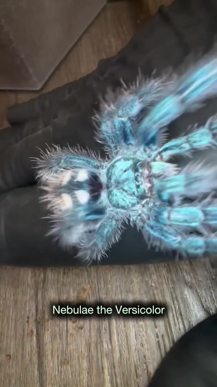 @Spider Conservatory