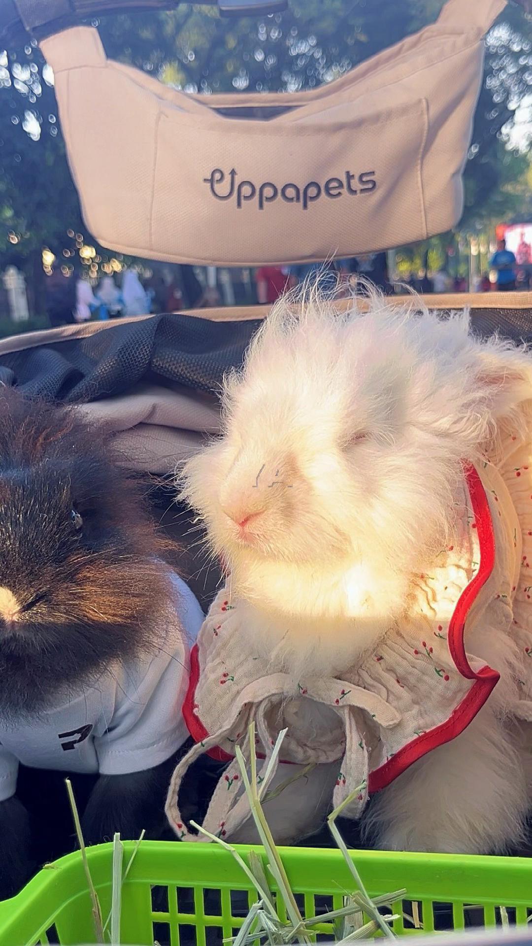 @🐰 Morhpin 🐰