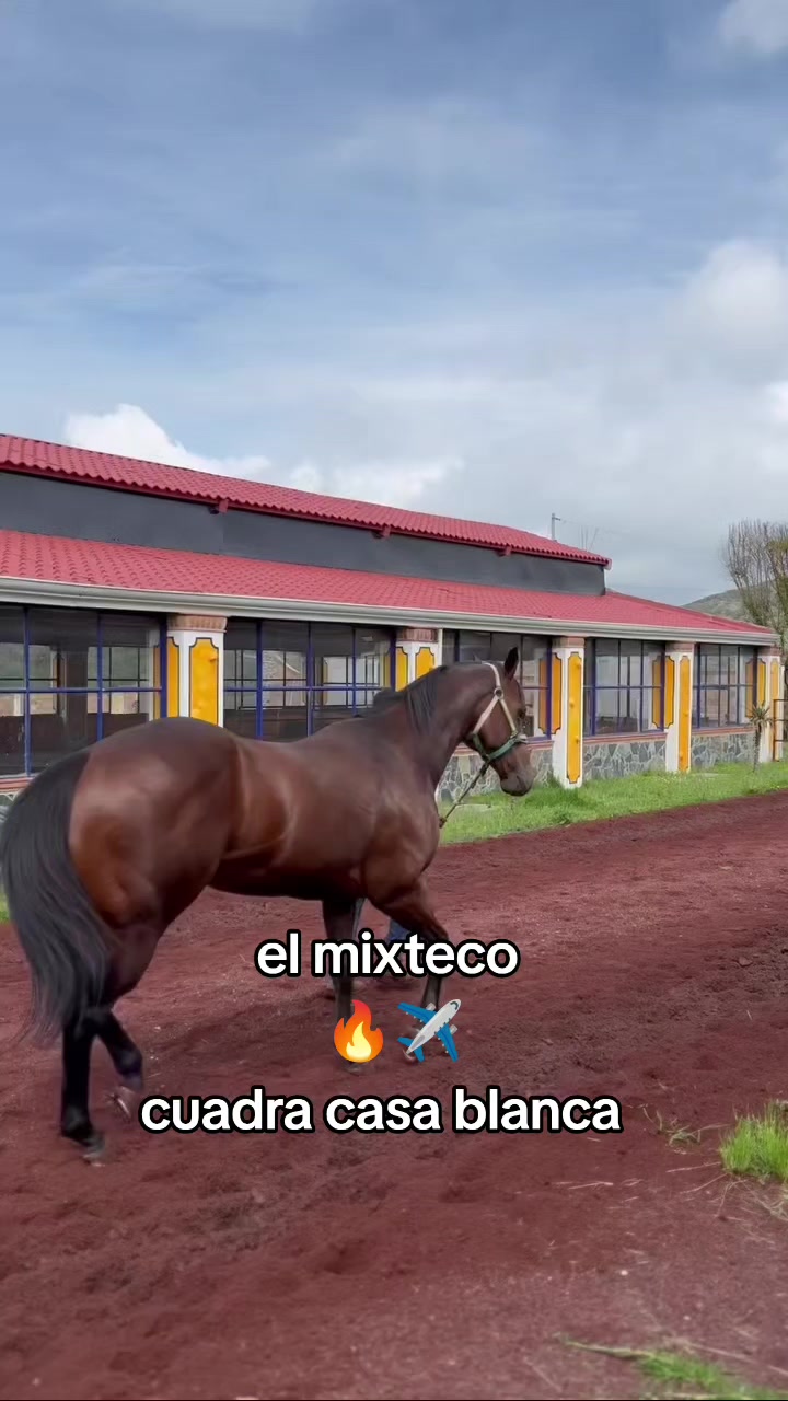 @carriles altos de jalisco🐎