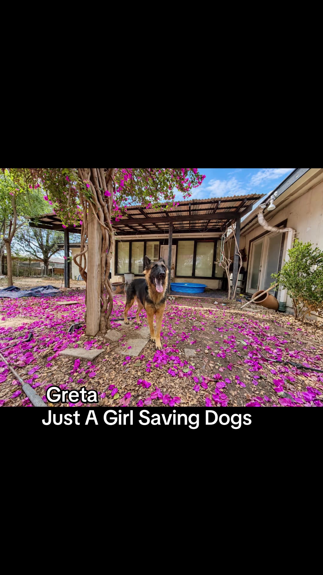 @Just A Girl Saving Dogs