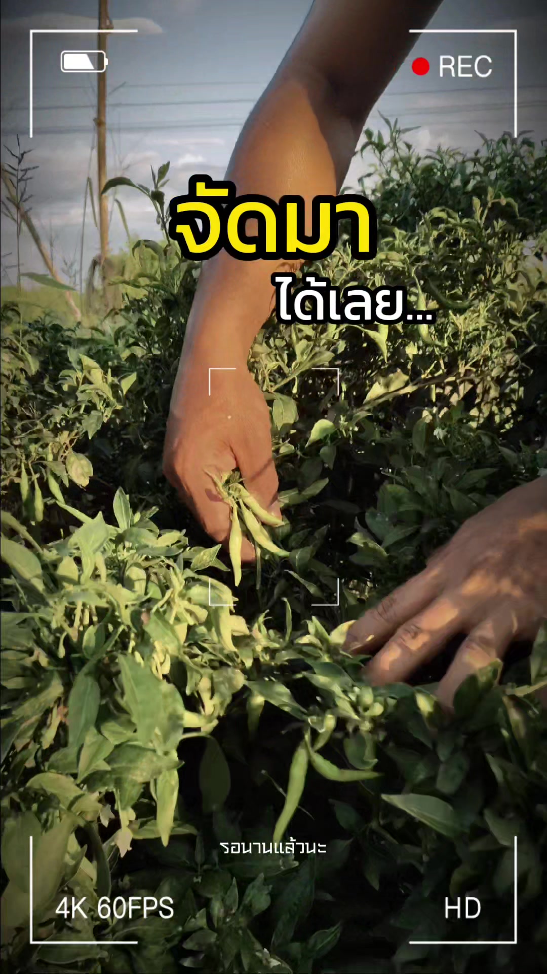 @อ.เต้ย บึงสามพัน