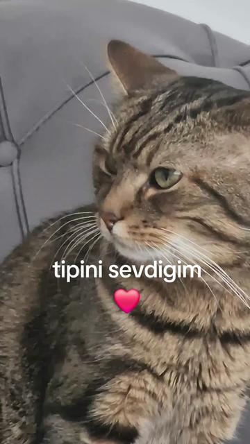 @Gurbetci