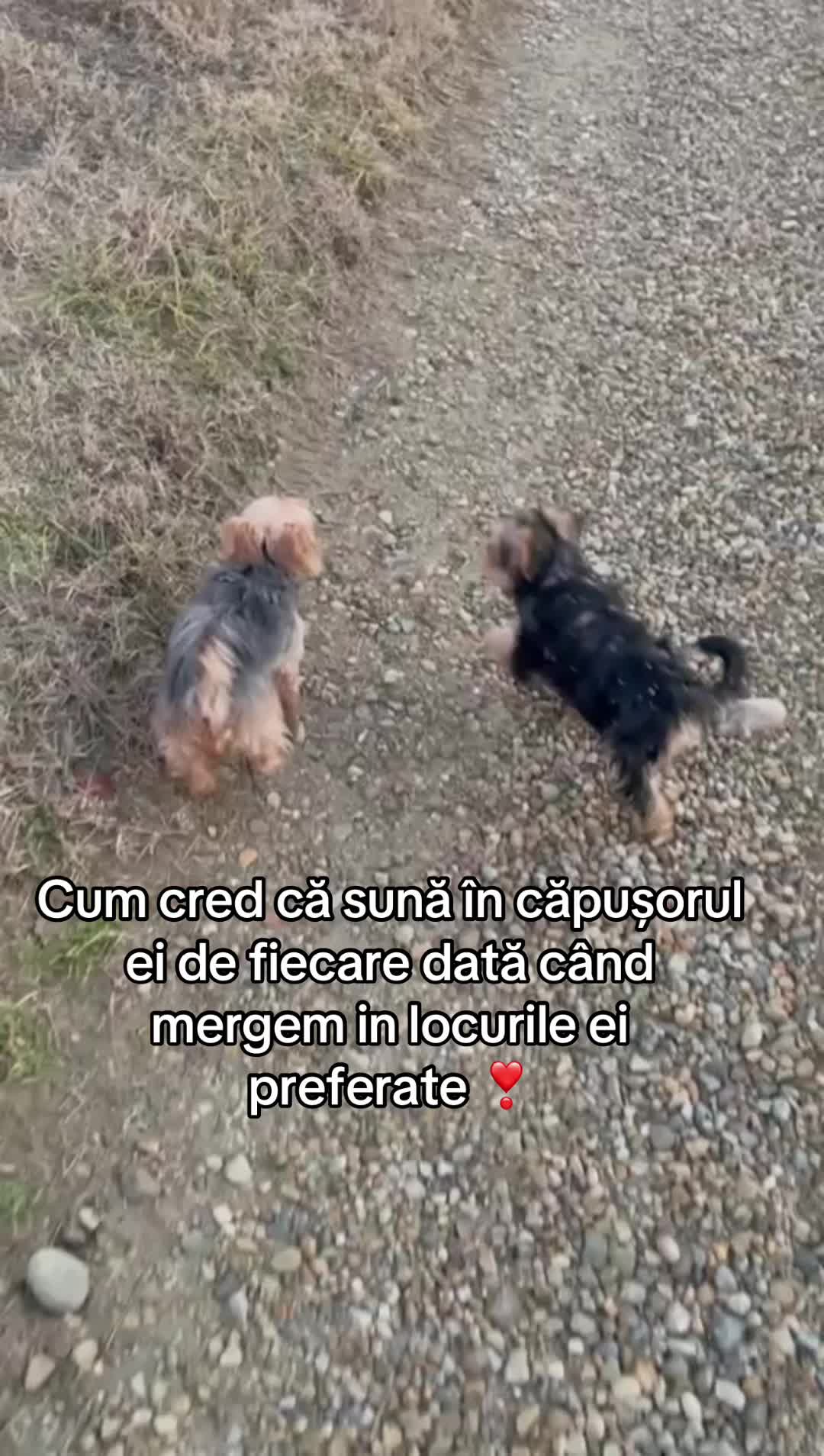 @🐶Bella&Mila🐶