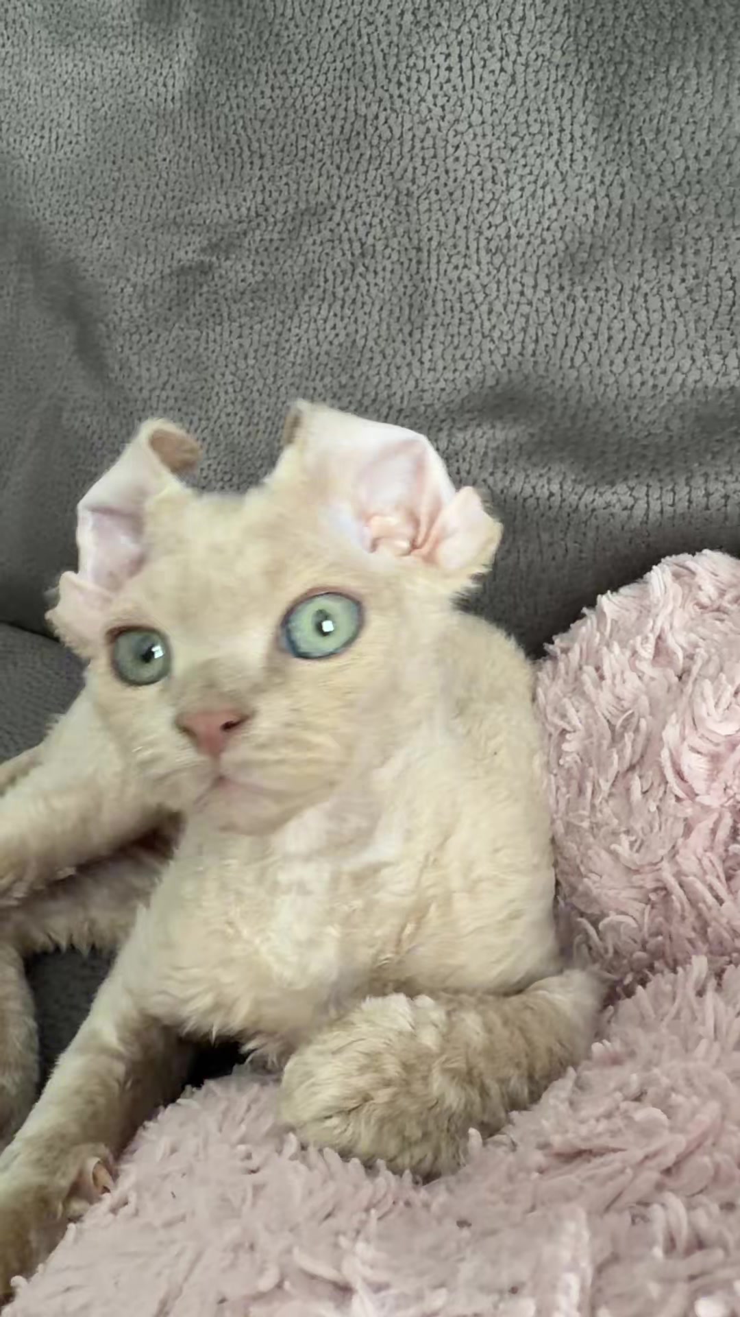 @TugbasCats