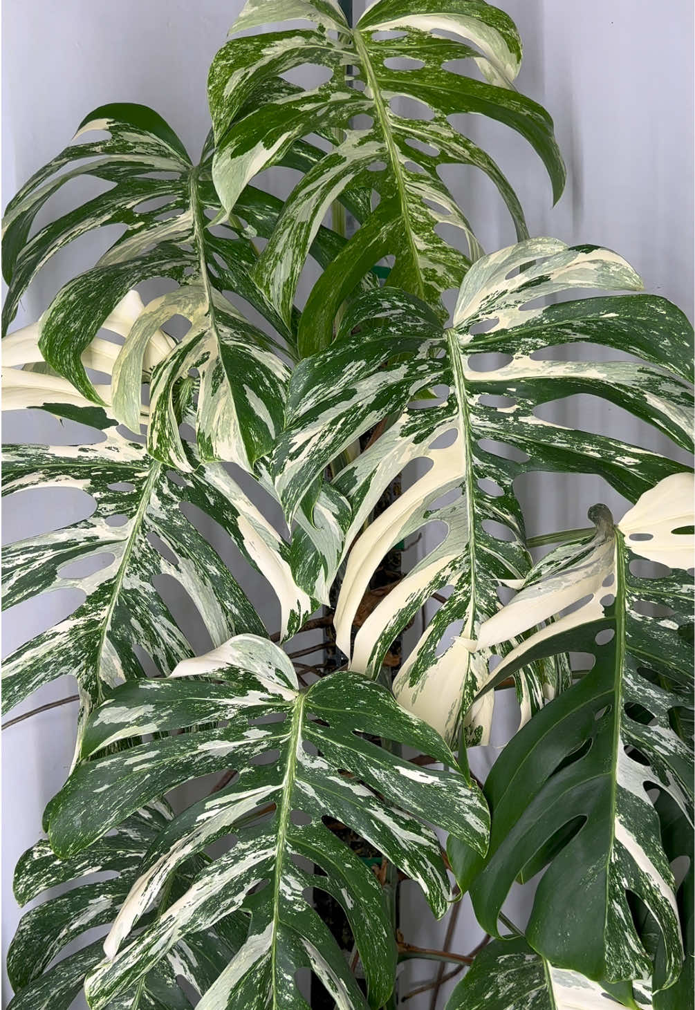@theplantgirl_diaries