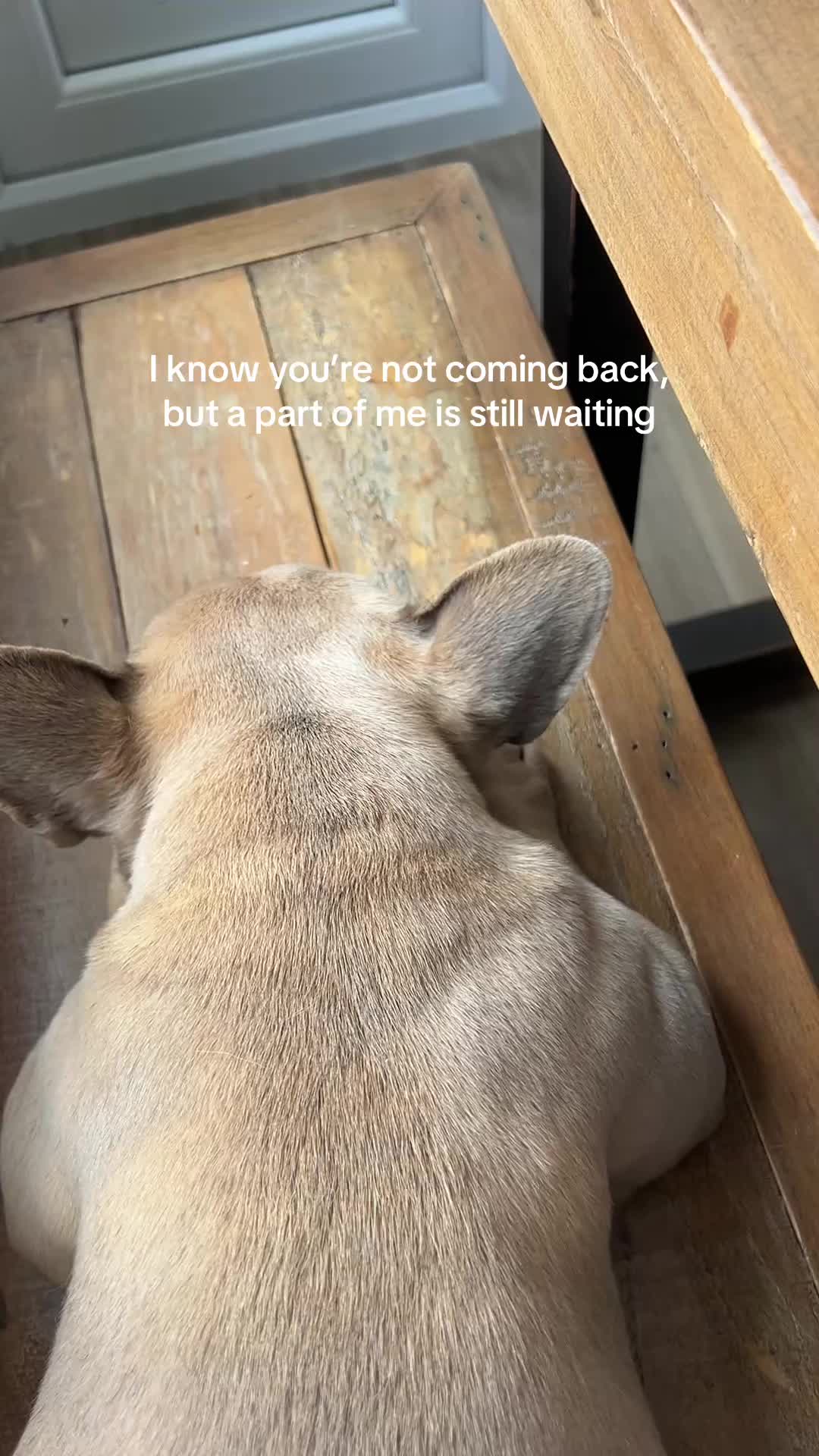 @Petswcourt
