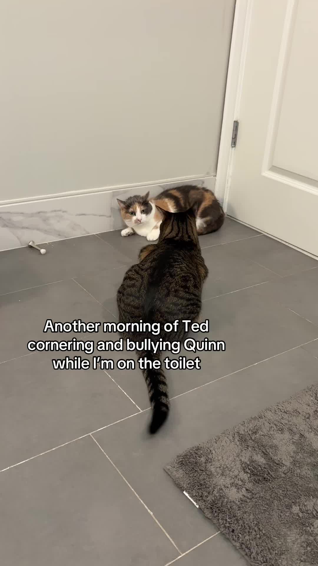 @Quinn The Calico