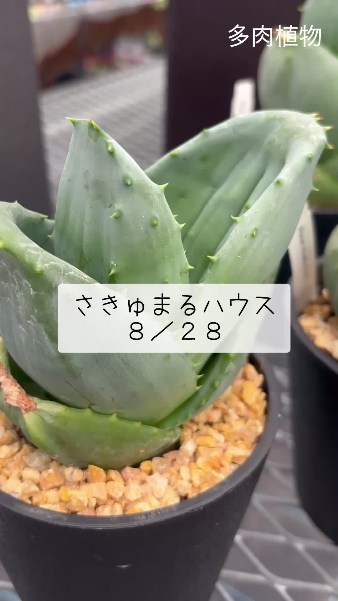 @さきゅまる~こぴとSHOP