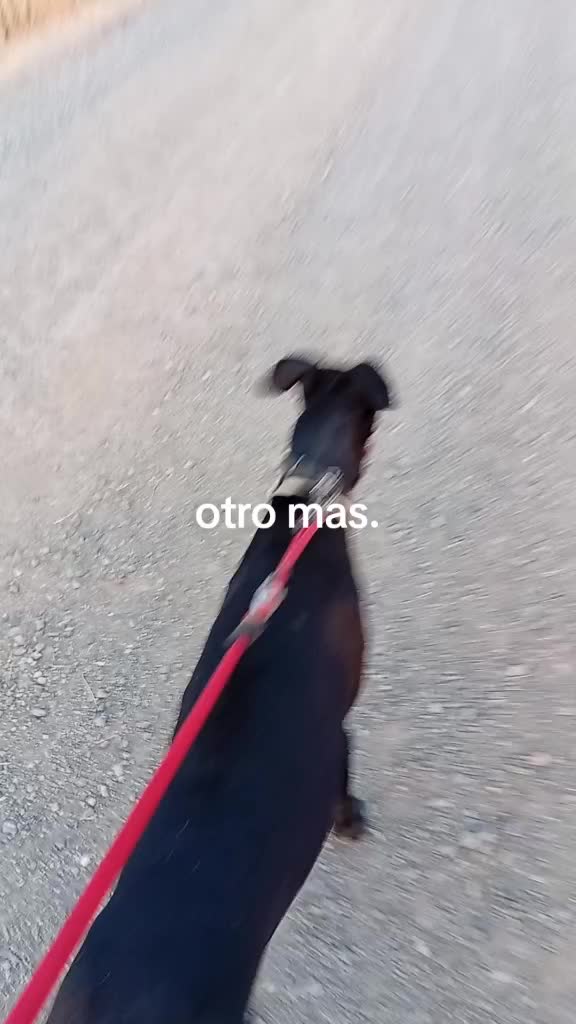 @cocodrilo