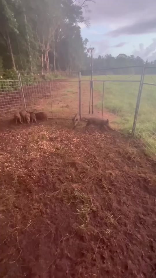 @Hog Brothers Custom Hog Traps