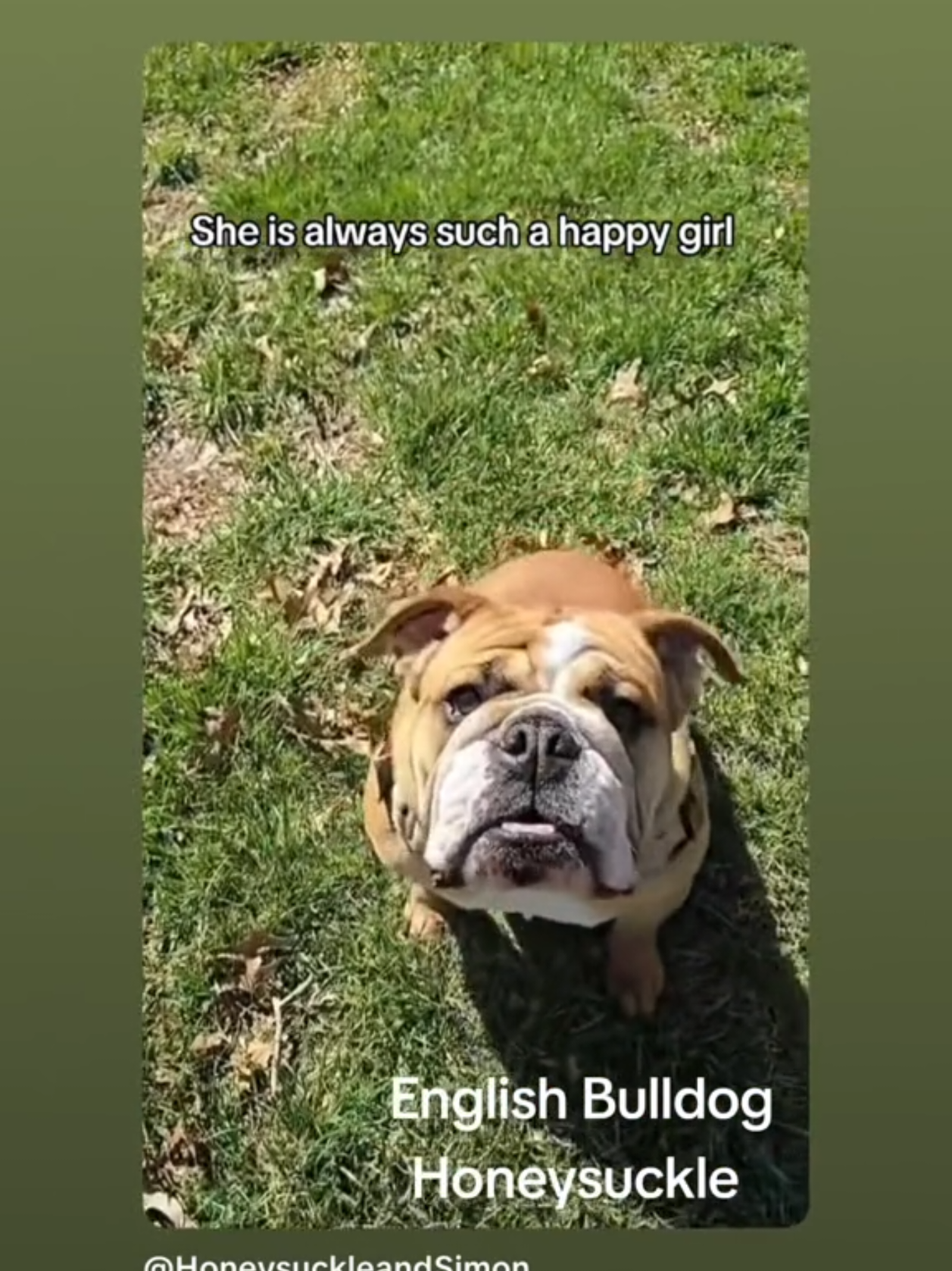 @HoneysuckleandSimon