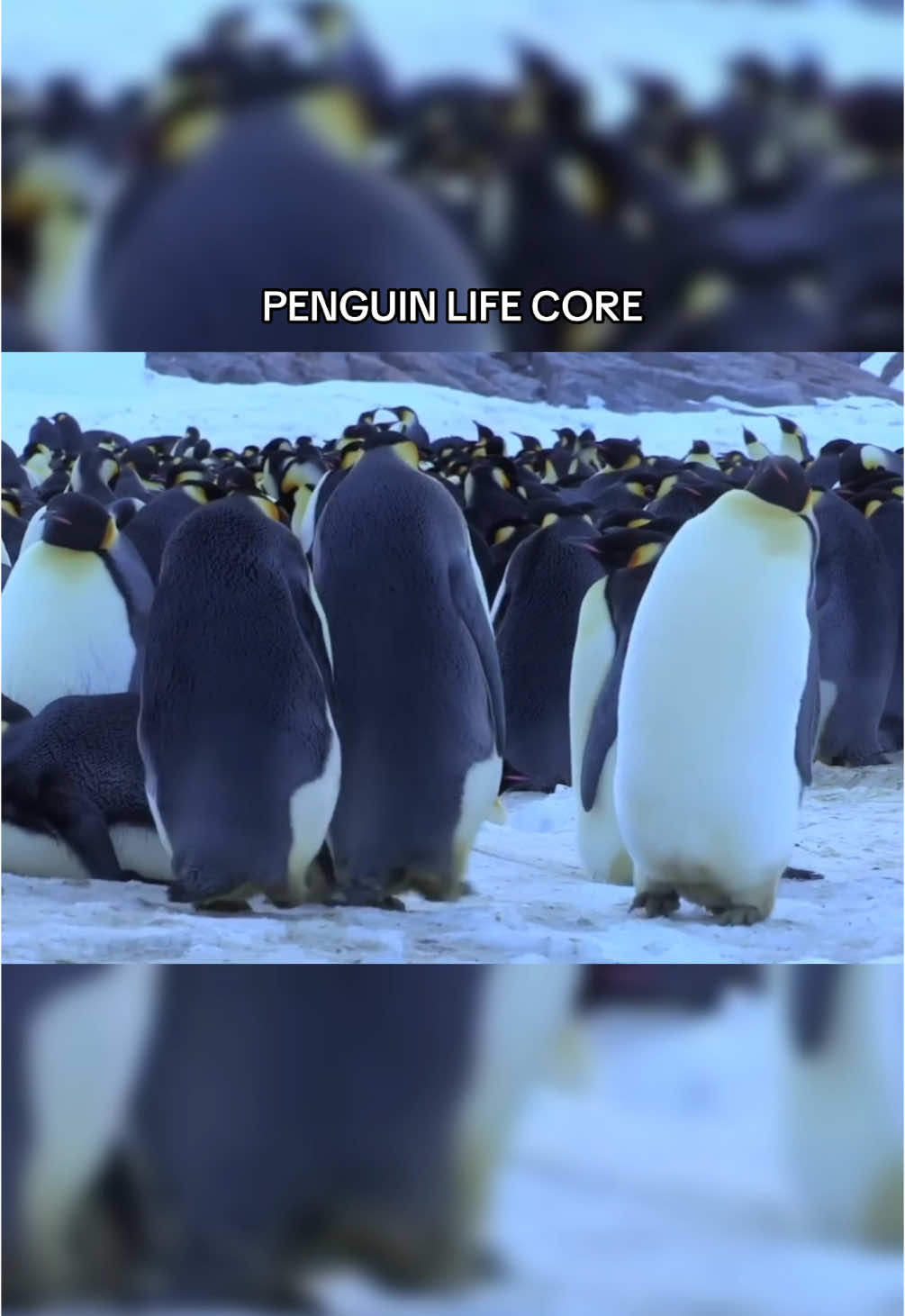 @wonderloopsvideo