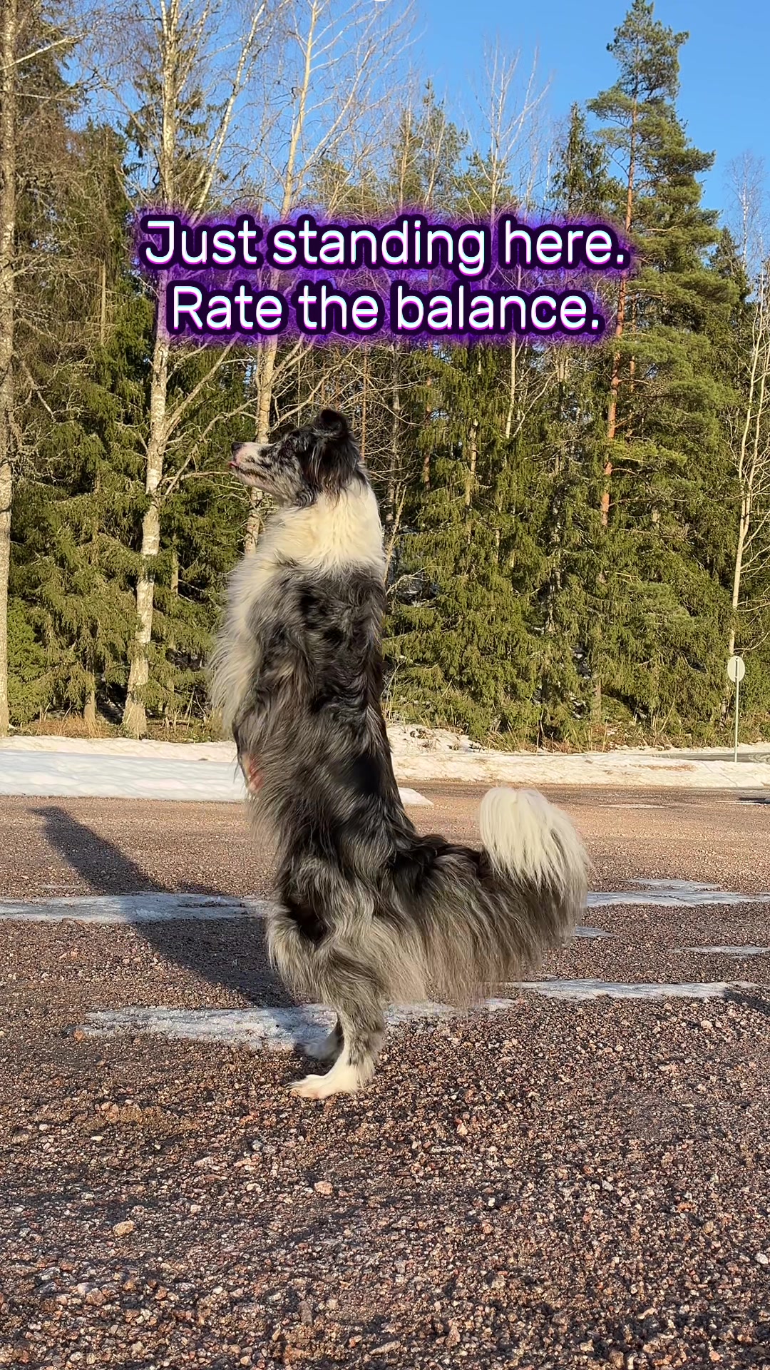 @bordercollieMuse