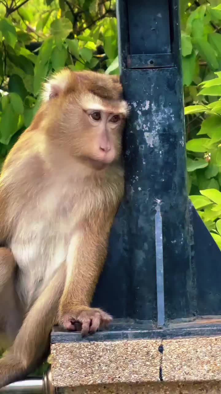 @Monkeyking❤