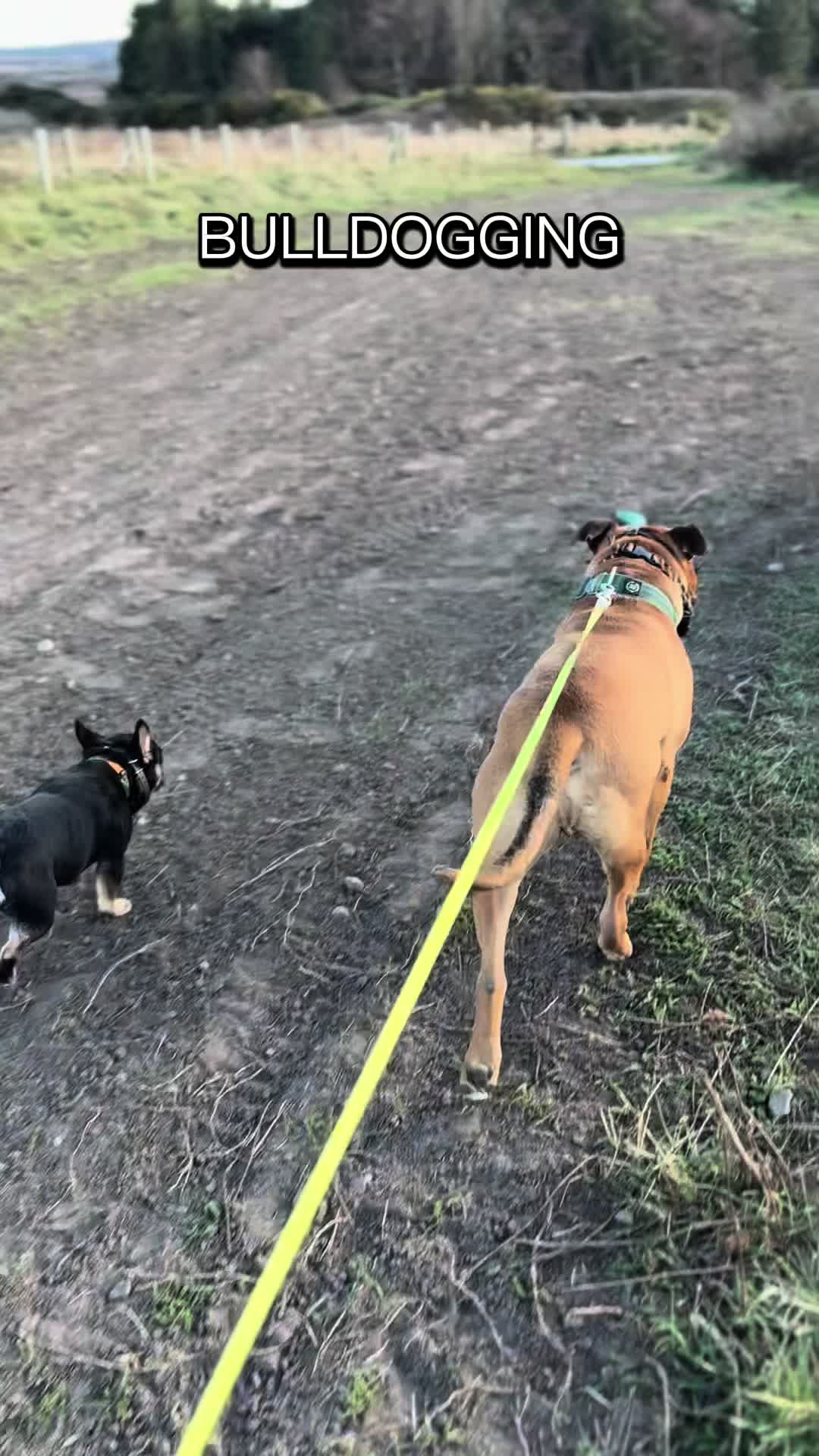 @Michael || Dog Trainer