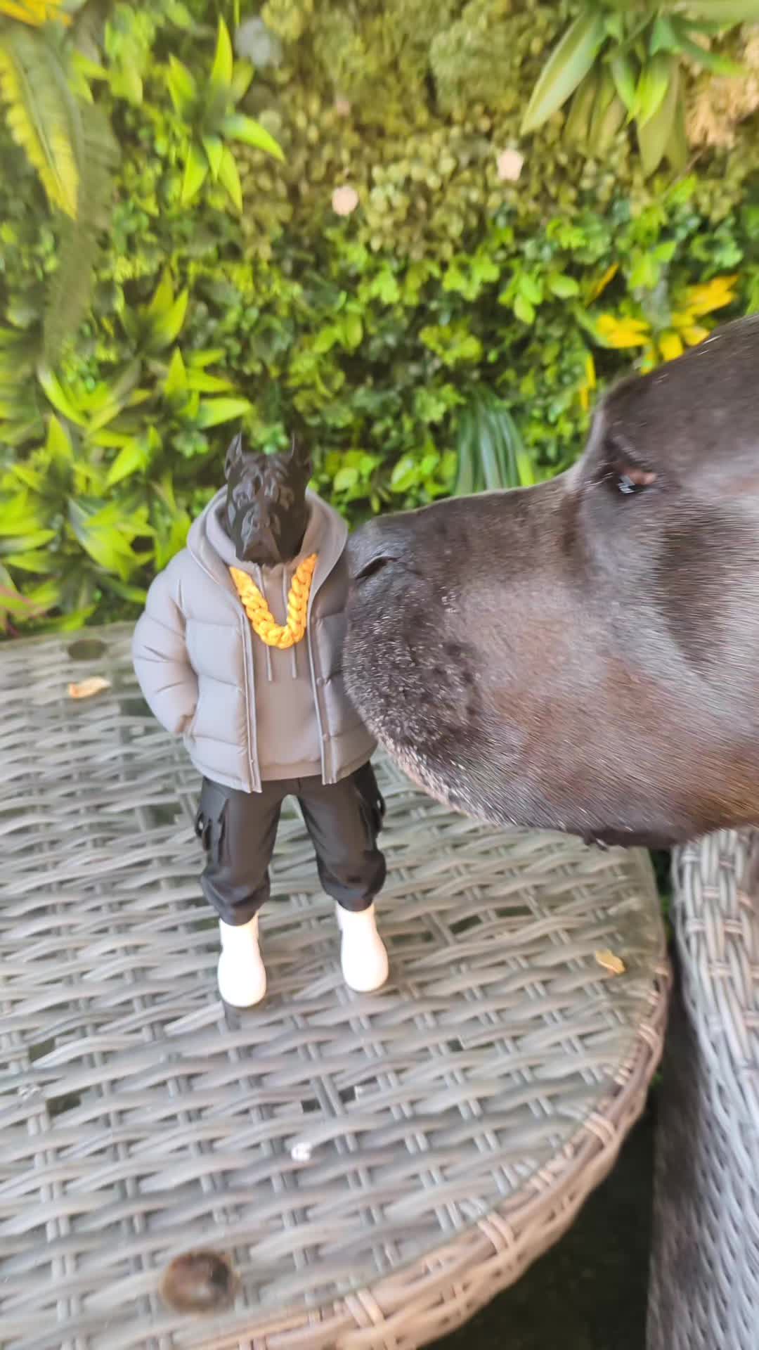 @mist_the_canecorso