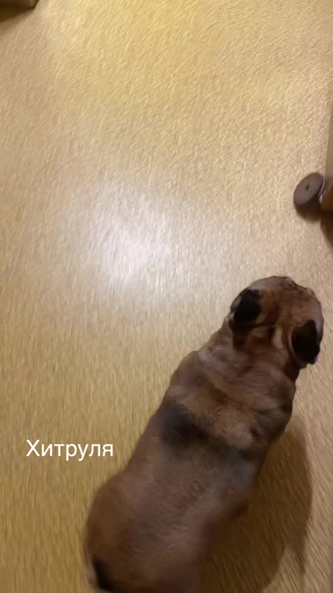 @_holly_bulls_