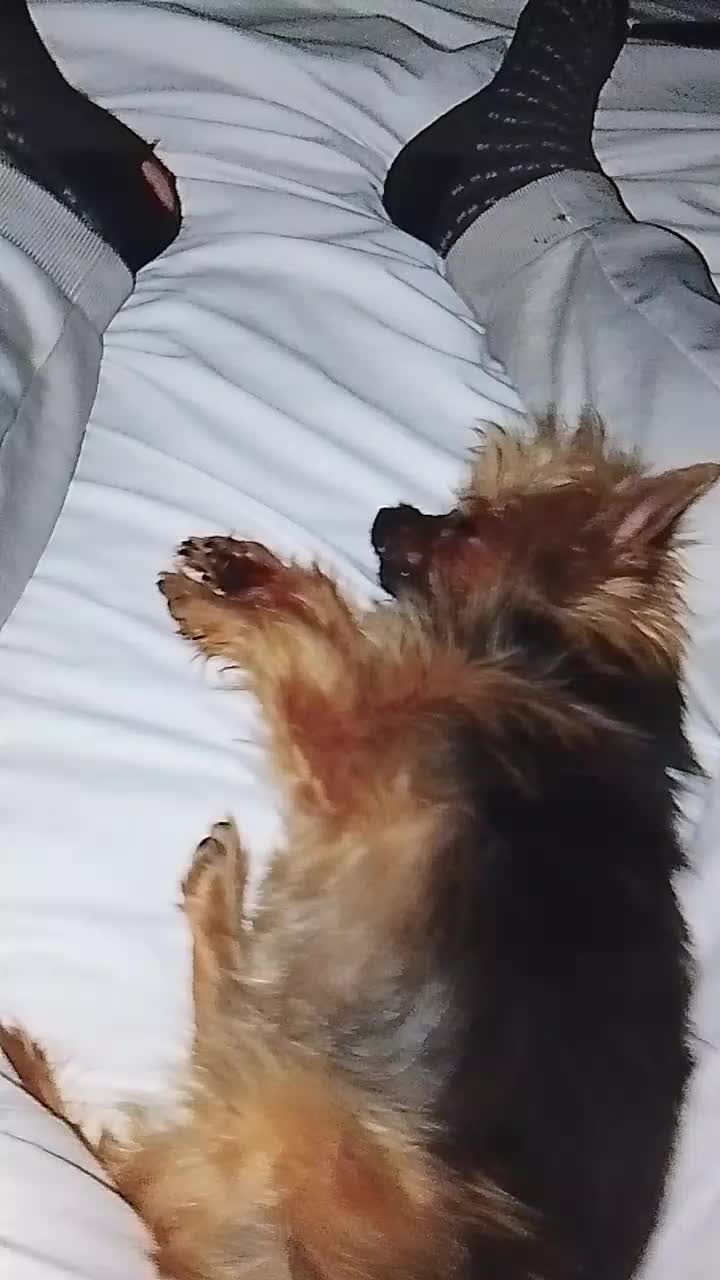 @petfamily4