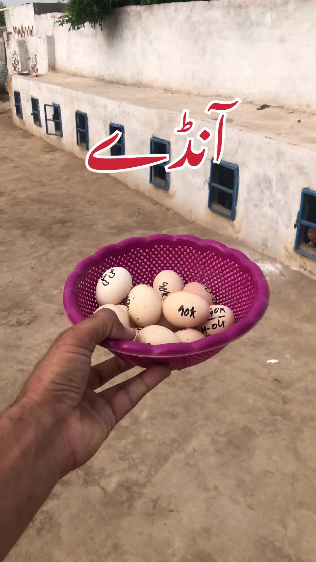 @Poultry Markaz