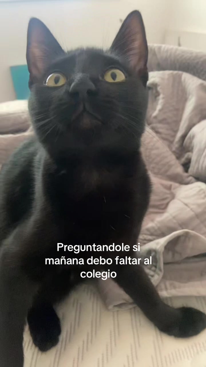 @Delfffi 🐈⬛🩵🧉🐢