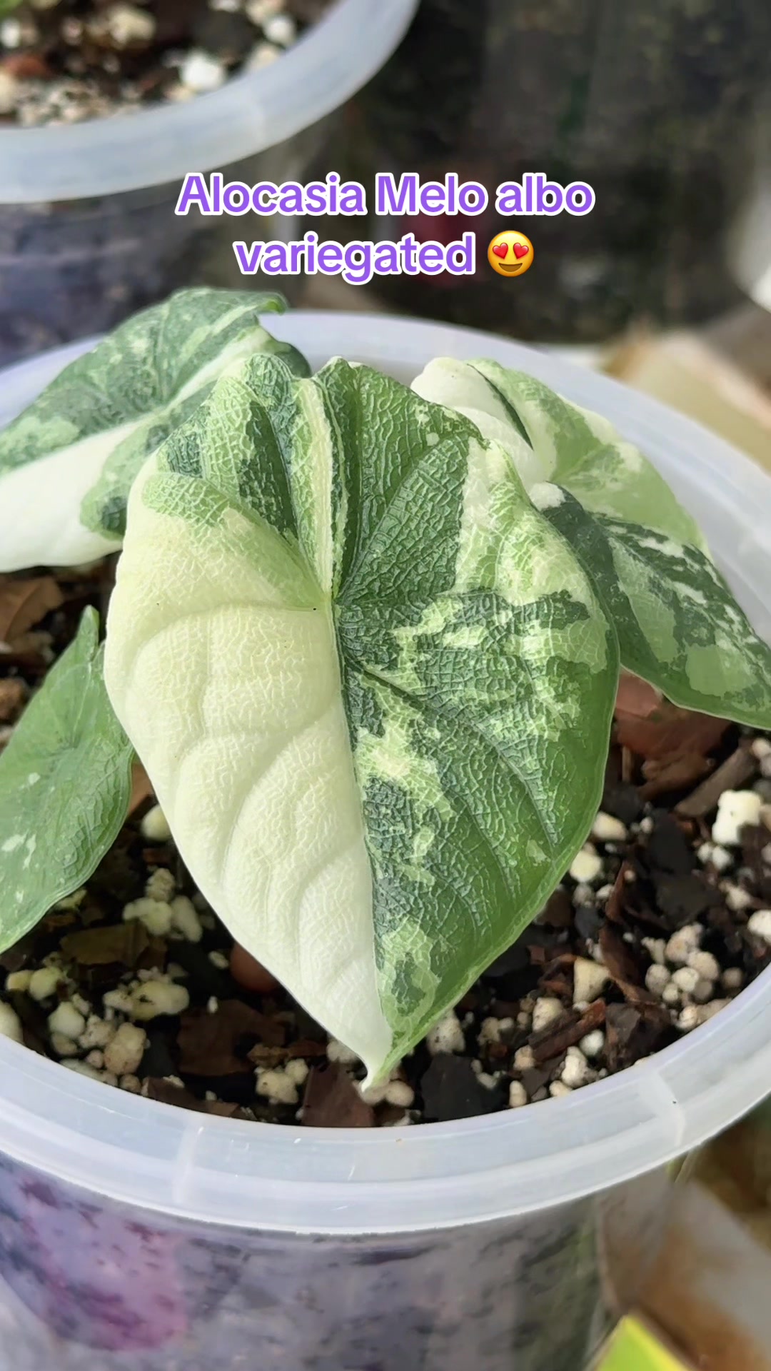 @Plantlife50